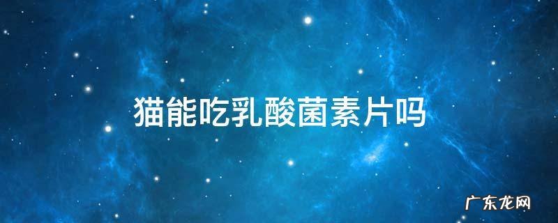 猫能吃乳酸菌素片吗 给猫吃乳酸菌素片可以吗