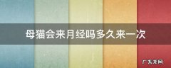 母猫会来月经吗多久来一次 母猫来几次月经