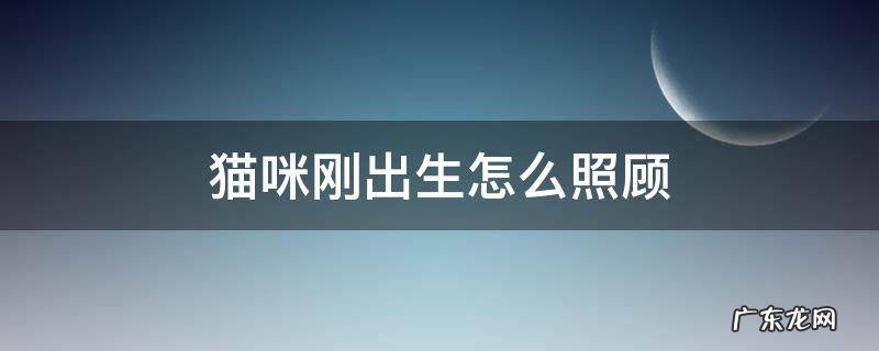 猫咪刚出生怎么照顾 小猫咪刚出生怎么照顾