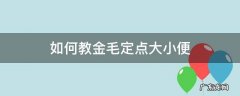 如何教金毛定点大小便 金毛狗怎么训练定点大小便