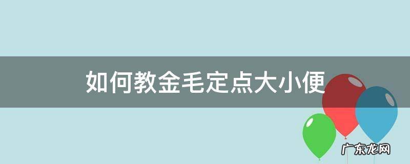 如何教金毛定点大小便 金毛狗怎么训练定点大小便