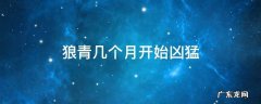 狼青几个月开始凶猛 狼青什么时候变凶猛