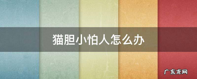 猫胆小怕生人怎么办 猫胆小怕人怎么办