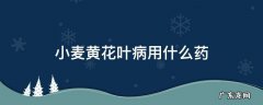 小麦黄花叶病用什么药治疗 小麦黄花叶病用什么药