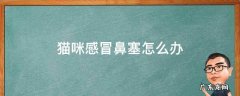 猫咪感冒鼻塞怎么办 猫咪感觉鼻塞怎么办