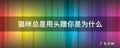 猫咪总是用头蹭你是为什么 猫咪老是用头蹭你是怎么了