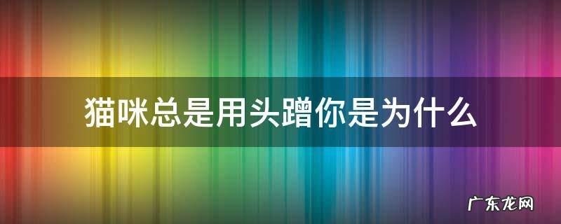 猫咪总是用头蹭你是为什么 猫咪老是用头蹭你是怎么了