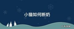 小猫怎么断奶 小猫如何断奶