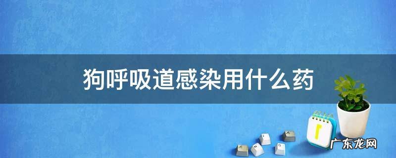 狗感冒呼吸道感染用什么药最有效 狗呼吸道感染用什么药