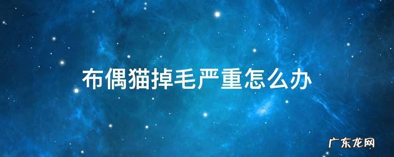 布偶猫掉毛严重怎么办? 布偶猫掉毛严重怎么办