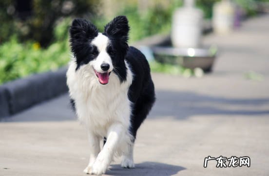 拉布拉多 国内喂养最多的宠物犬是什么