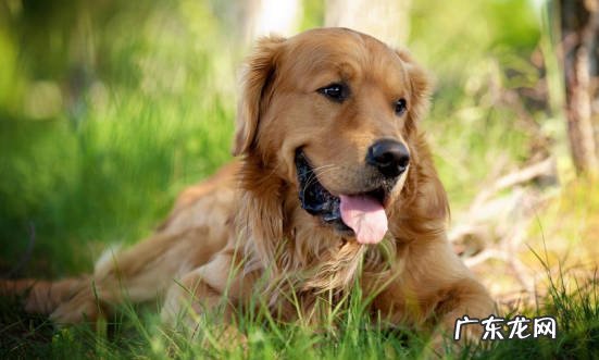 拉布拉多 国内喂养最多的宠物犬是什么
