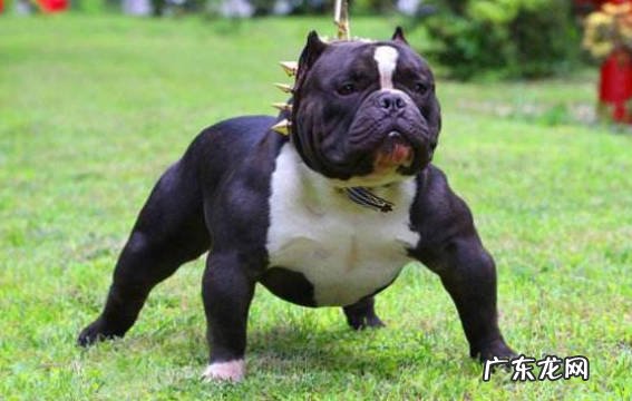 服从主人 恶霸犬的优点是什么