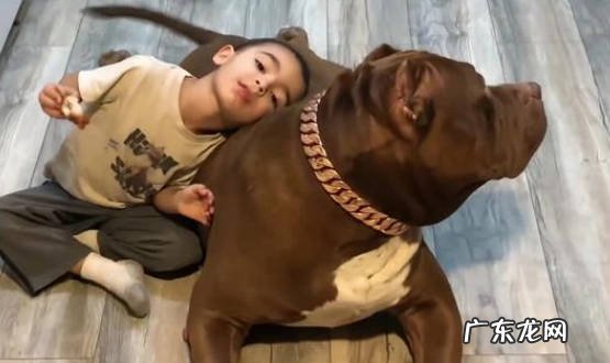 服从主人 恶霸犬的优点是什么