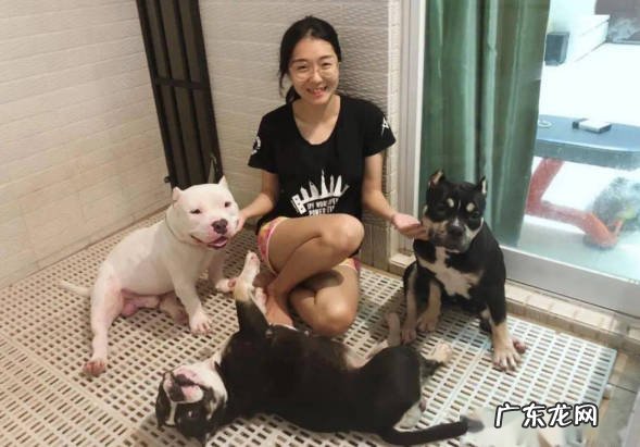 服从主人 恶霸犬的优点是什么