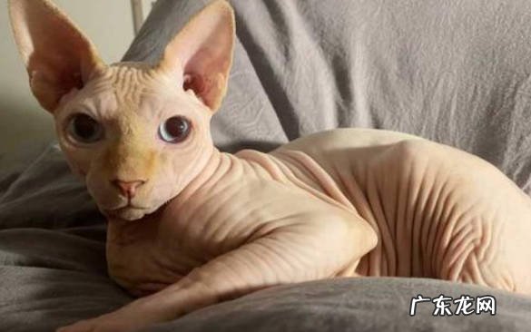记仇 为什么无毛猫的热度消退了