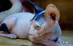 记仇 为什么无毛猫的热度消退了