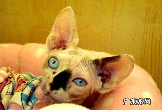 记仇 为什么无毛猫的热度消退了