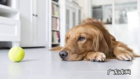 洗澡 初次养狗要注意什么