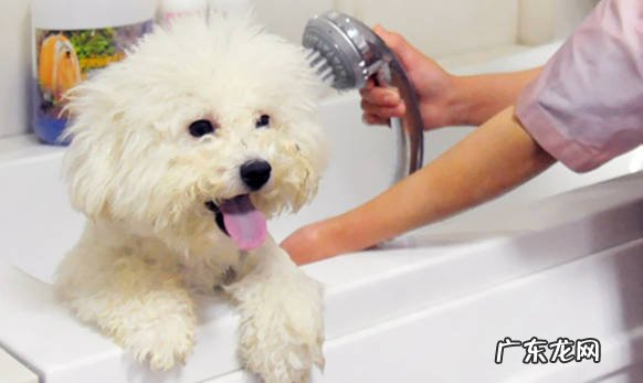 洗澡 初次养狗要注意什么