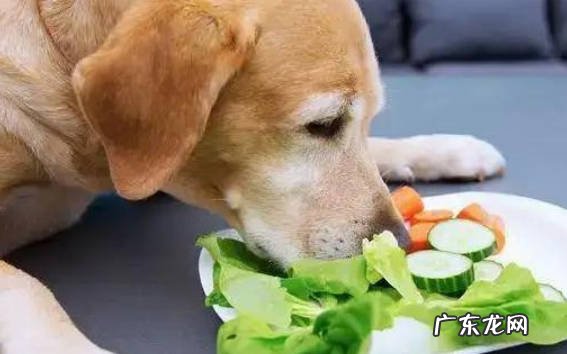 洗澡 初次养狗要注意什么