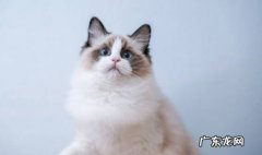 布偶猫 哪些是不能抛弃的猫咪