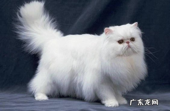 脾气暴躁 波斯猫的哪些迹象表明养的失败