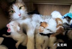 过度繁殖 猫咪不绝育会出现什么情况