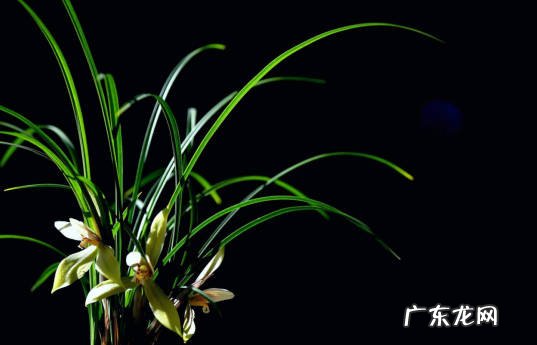 兰花 跌落神坛的植物有哪些