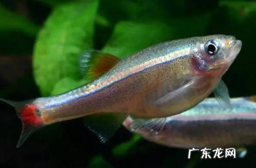 白云山小鱼 金鱼可以和哪些鱼类混养