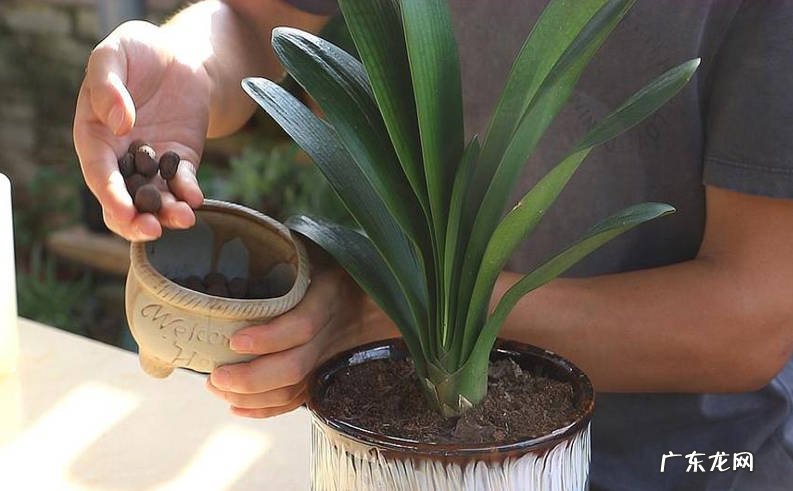 透气性好 君子兰养护方法是什么