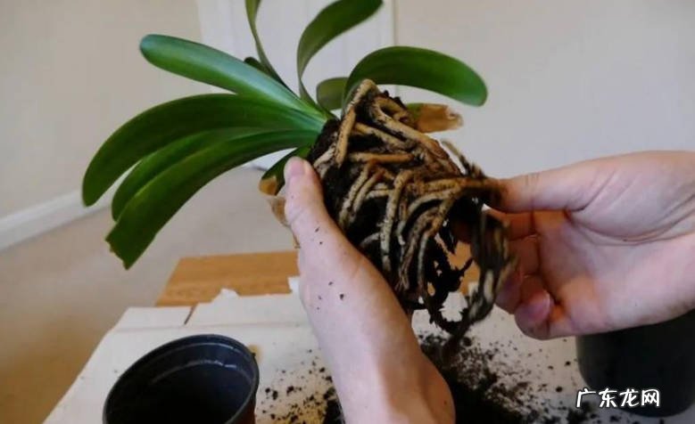 透气性好 君子兰养护方法是什么