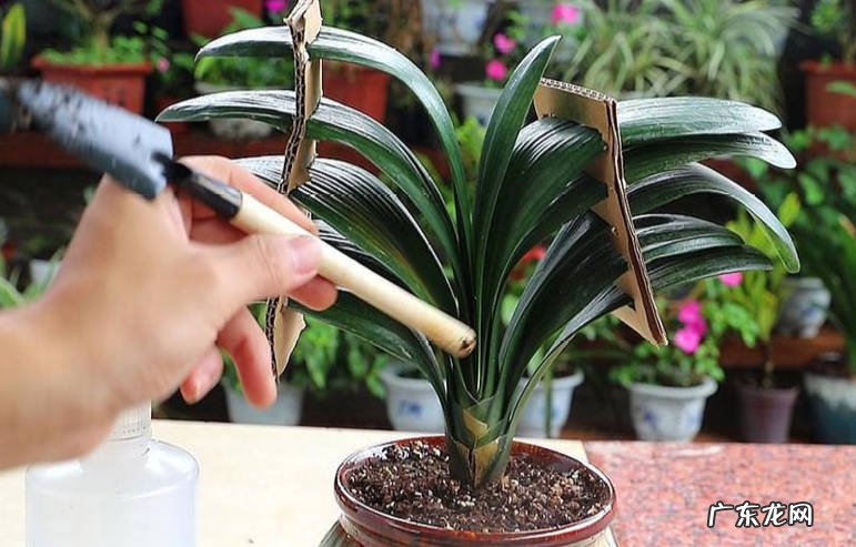 透气性好 君子兰养护方法是什么