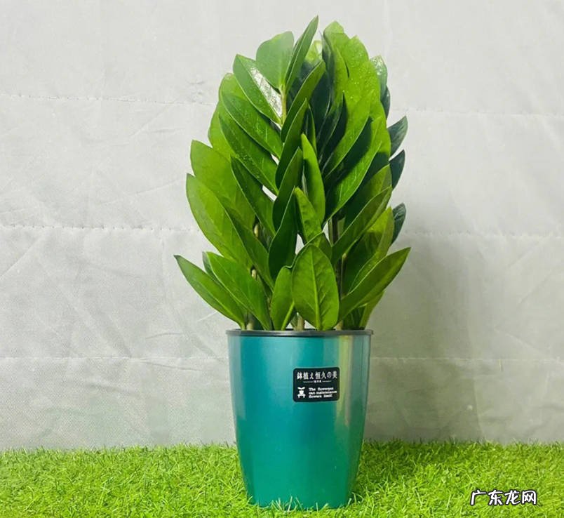 金钱树 哪些植物需要穷养