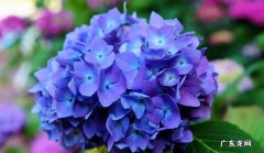 光照管理 怎么让绣球花更旺盛