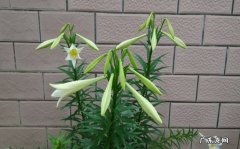 放在室内 盆栽百合花怎么过冬天