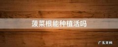菠菜根能种植活吗 菠菜根可以种植吗
