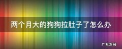 两个月大的狗狗拉肚子了怎么办 两个月大的狗狗拉肚子了怎么办吃什么药