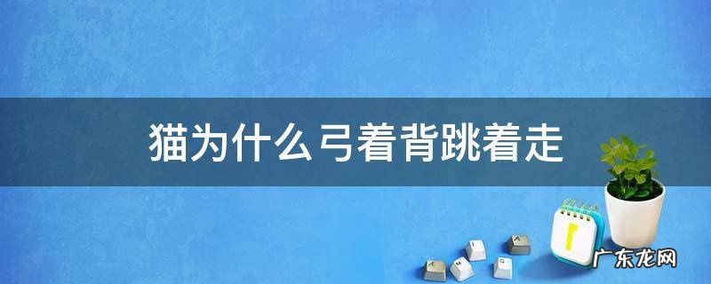 猫为什么弓起背跳着走 猫为什么弓着背跳着走