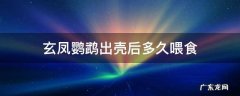 玄凤鹦鹉刚刚出壳要不要喂吃 玄凤鹦鹉出壳后多久喂食