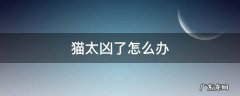猫太凶了怎么办 猫太凶了怎么办日记一则