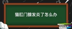 猫肛门腺发炎了怎么办 猫肛门腺发炎怎么自己治疗