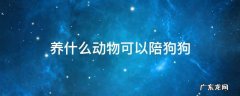 养什么宠物陪伴好 养什么动物可以陪狗狗