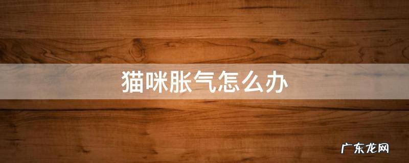 猫咪胀气怎么办快速排气 猫咪胀气怎么办