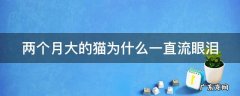 两个月大的猫为什么一直流眼泪 两个月的猫一直流眼泪是怎么回事