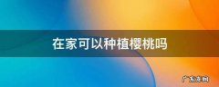 在家可以种植樱桃吗 家中种植樱桃好不好