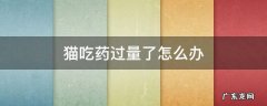 猫吃药过量了怎么办 猫咪吃药过量了怎么办