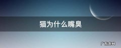猫嘴臭是为什么 猫为什么嘴臭