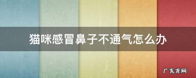 猫咪感冒了鼻子不透气 猫咪感冒鼻子不通气怎么办