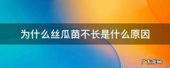 为什么丝瓜苗不长是什么原因 丝瓜苗为什么长不大